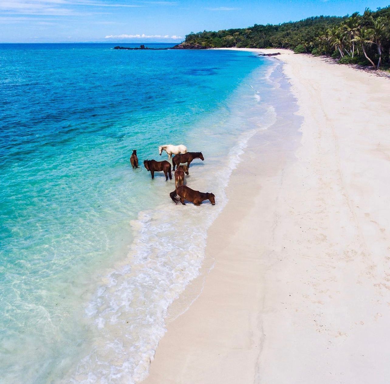 Fijian Horses around the Island
